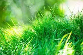 Boken Natural Grass